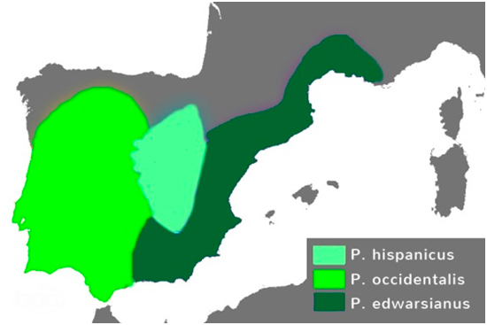Mapa de distribución de las lagartijas cenicientas