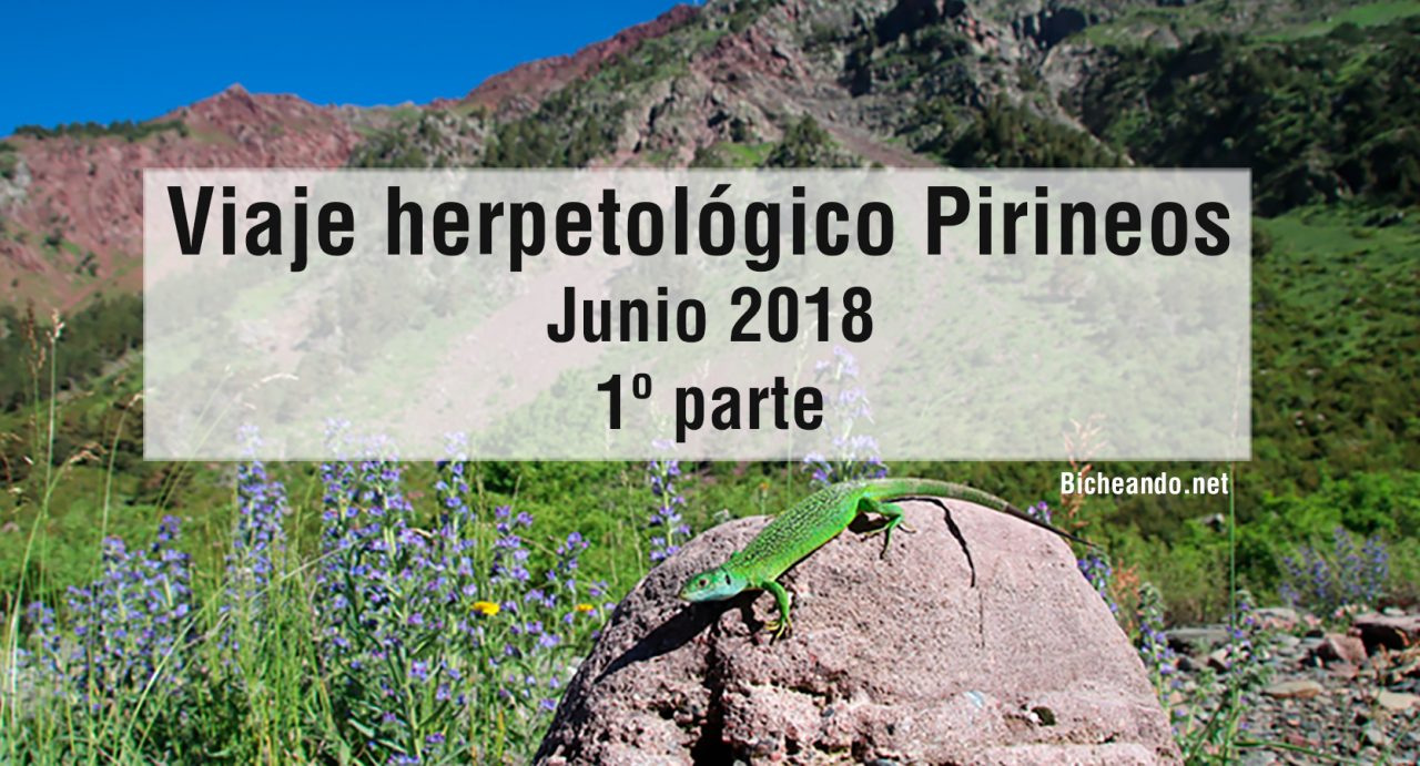 viaje-herpetologico-pirineos-parte-1