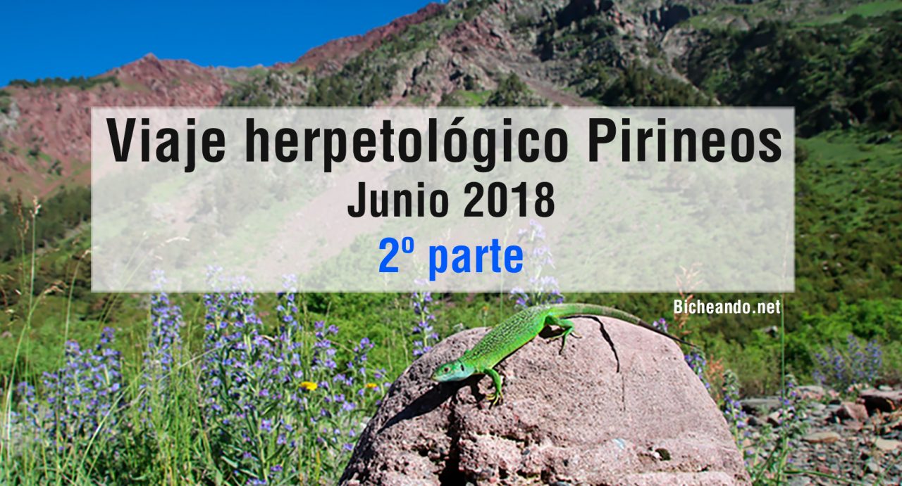 viaje-herpetologico-pirineos-parte-2
