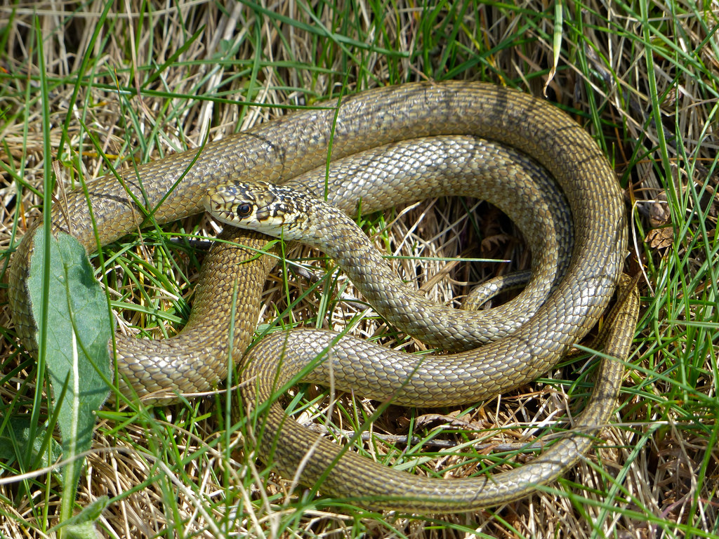 images serpents en france
