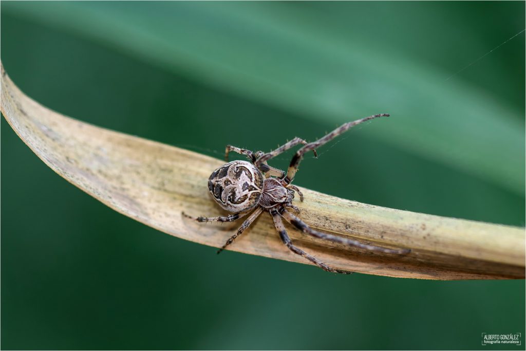 La araña de jardín europea o araña de la cruz (Araneus diadematus)