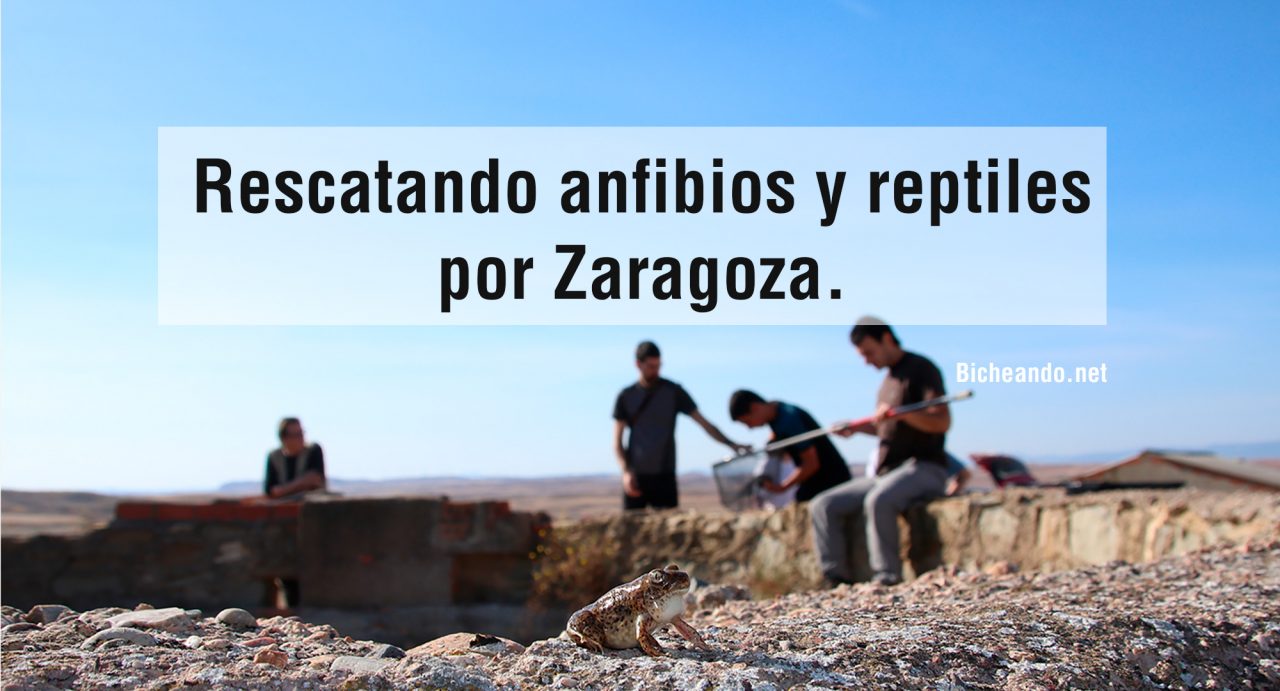 Rescatando-anfibios-y-reptiles por-Zaragoza