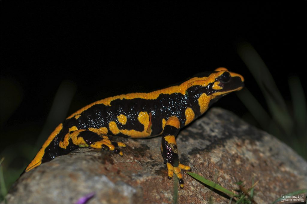 Salamandra común (Salamandra s. fastuosa/terrestris) Benasque