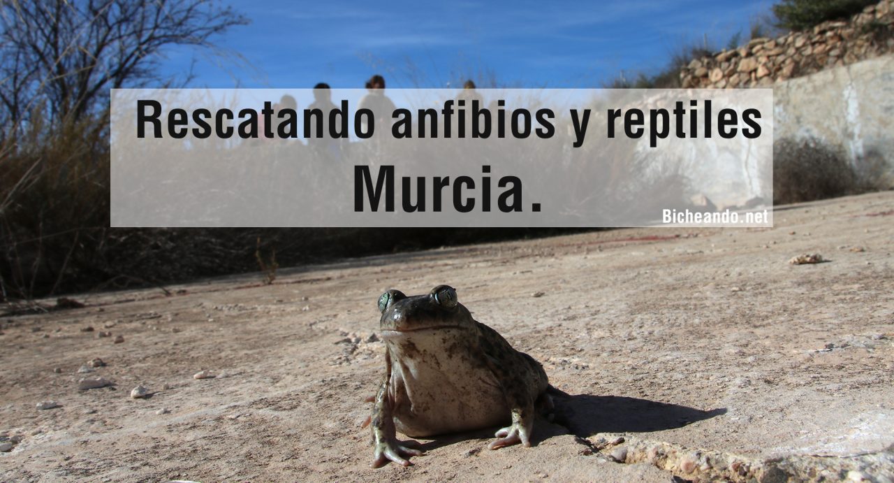 Rescatando-anfibios-y-reptiles por-Murcia