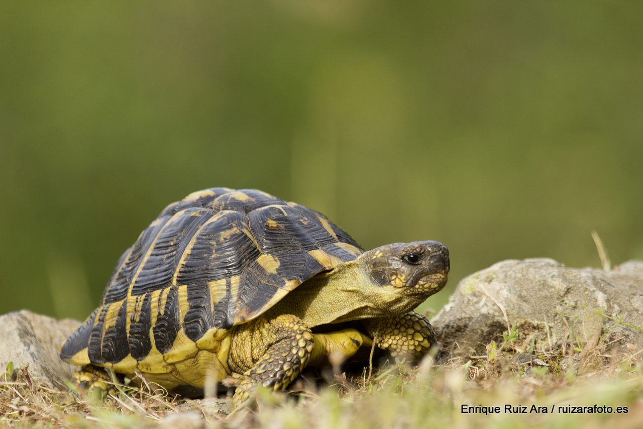 Quelonios Península Ibérica TORTUGAS DE TIERRA. Volumen 1.