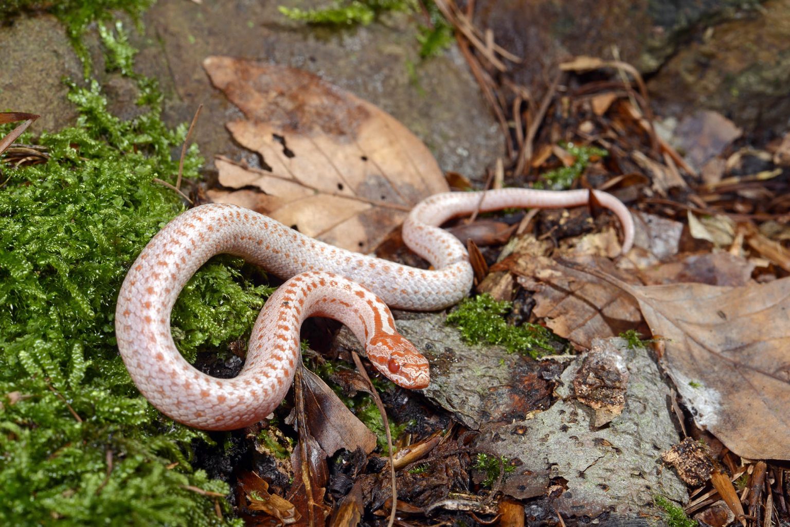 El Albinismo En Reptiles Y Anfibios De La Pen nsula Ib rica ALUCINA el-albinismo-en-reptiles-y-anfibios-de-la-pen-nsula-ib-rica-alucina