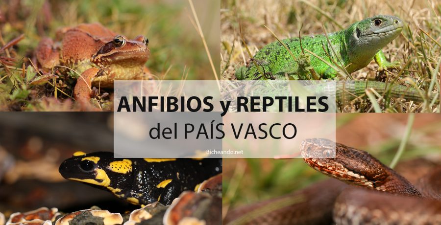 Anfibios y reptiles del país vasco