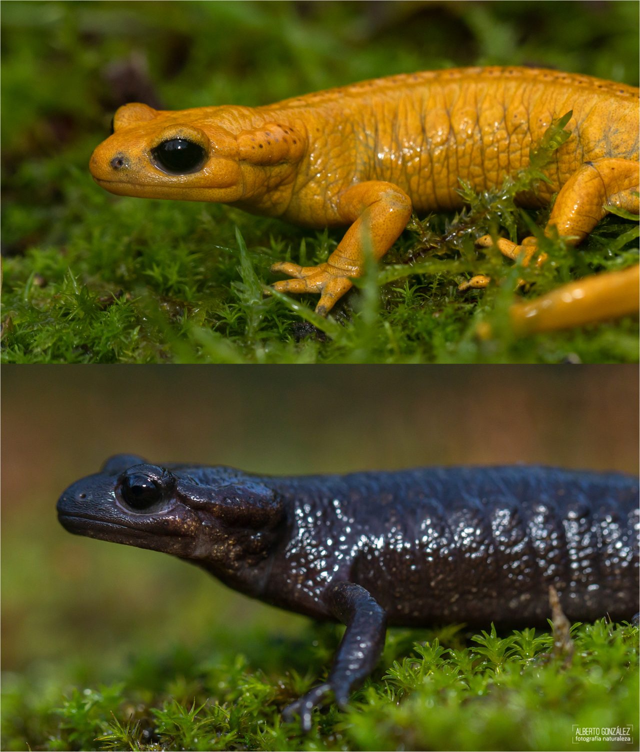 Salamandra Común – Salamandra Salamandra. En: Enciclopedia