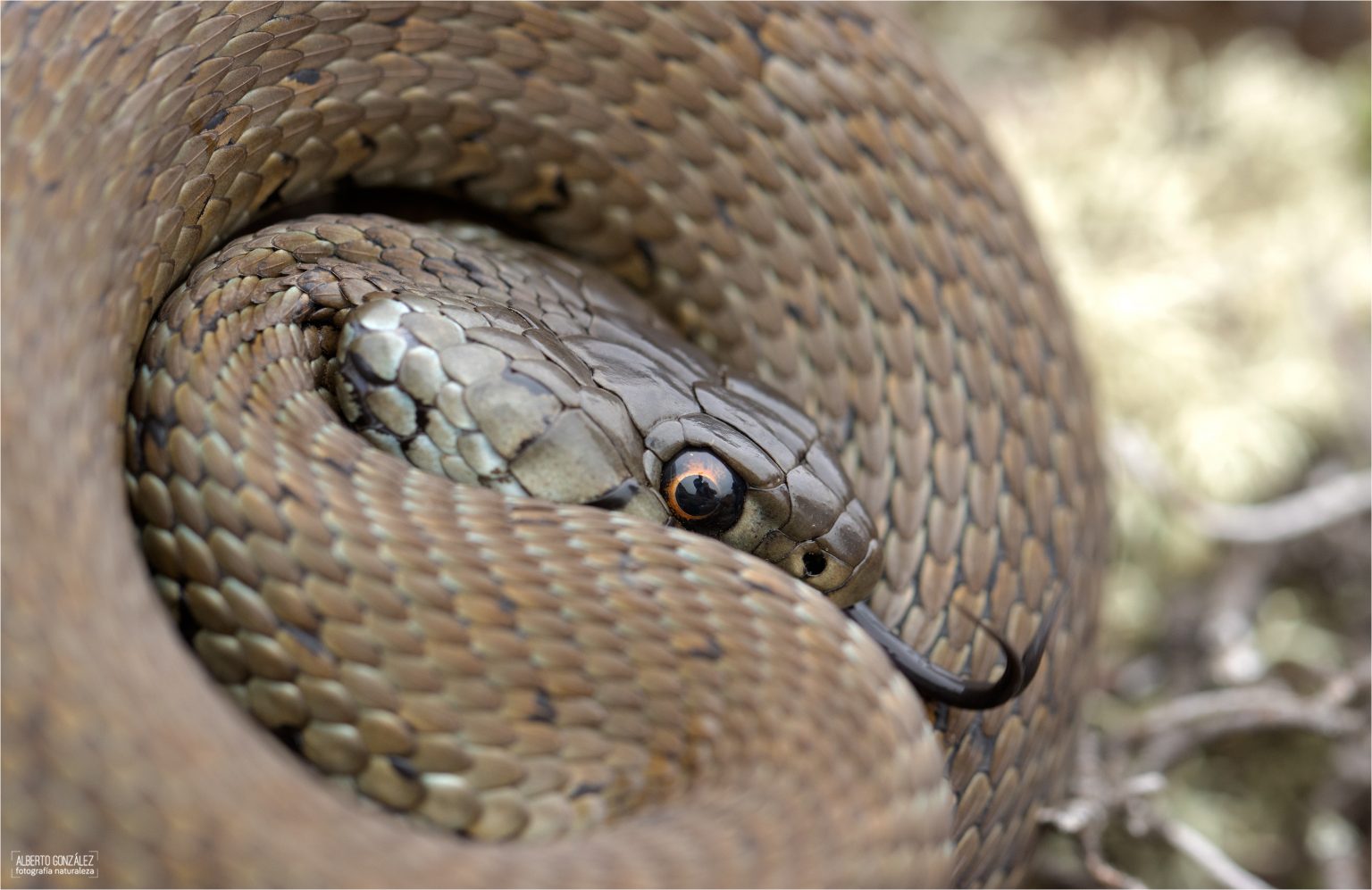 Las culebras de la Península Ibérica. Identificación y distribución