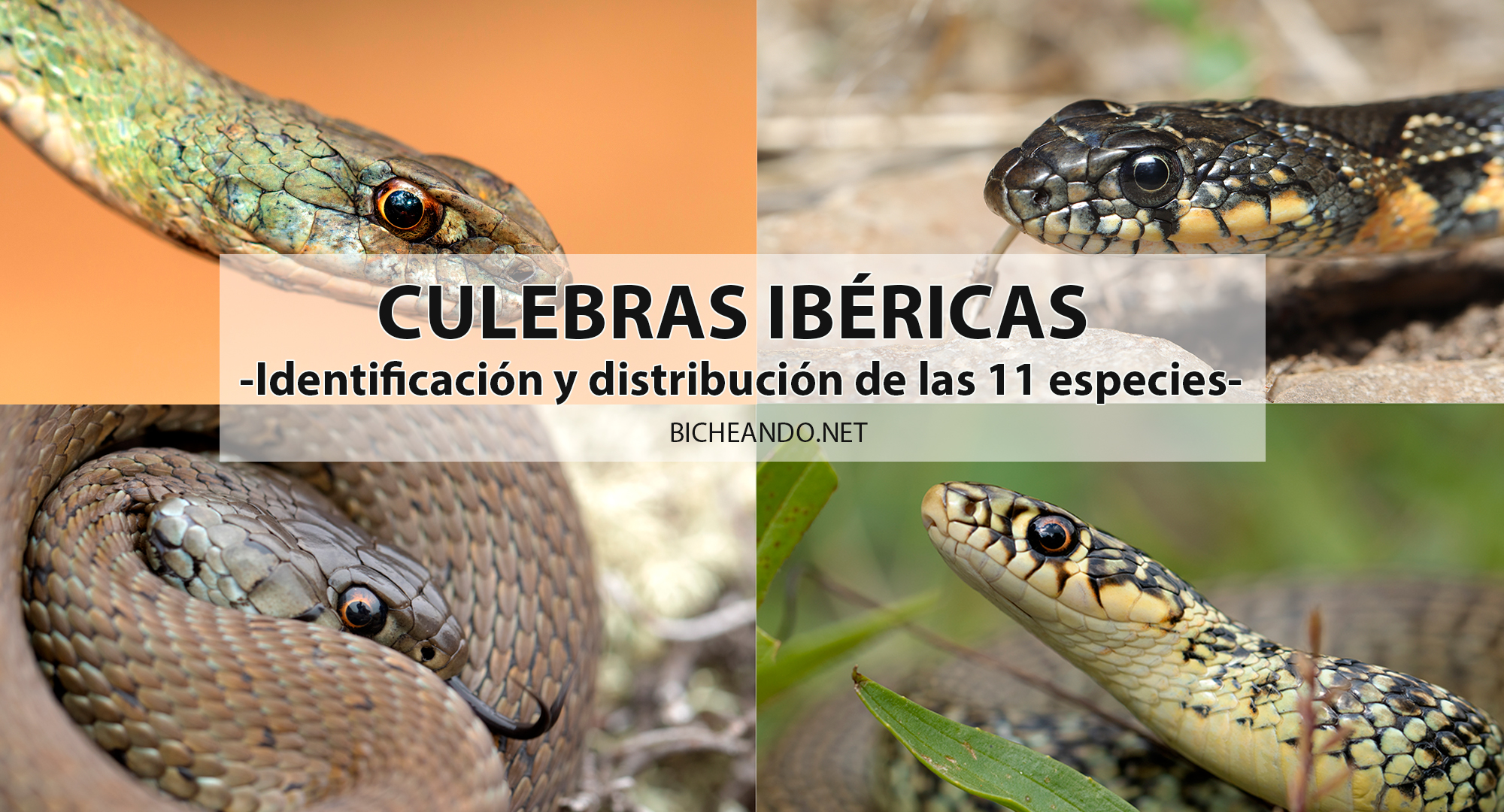 ✓ Las culebras de la Península Ibérica. ▷ Identificación y distribución ◁