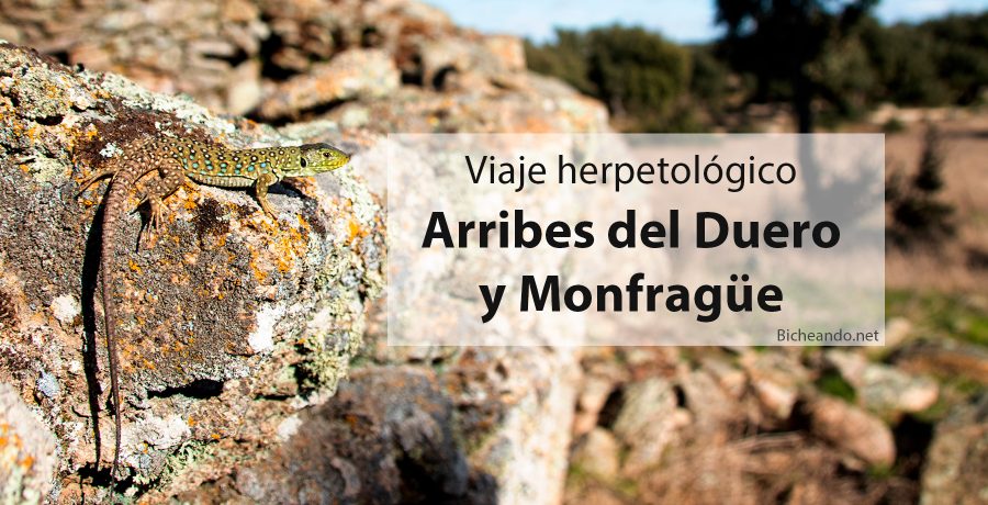 Viaje-herpetológico-por-Arribes-del-Duero-y-Monfragüe