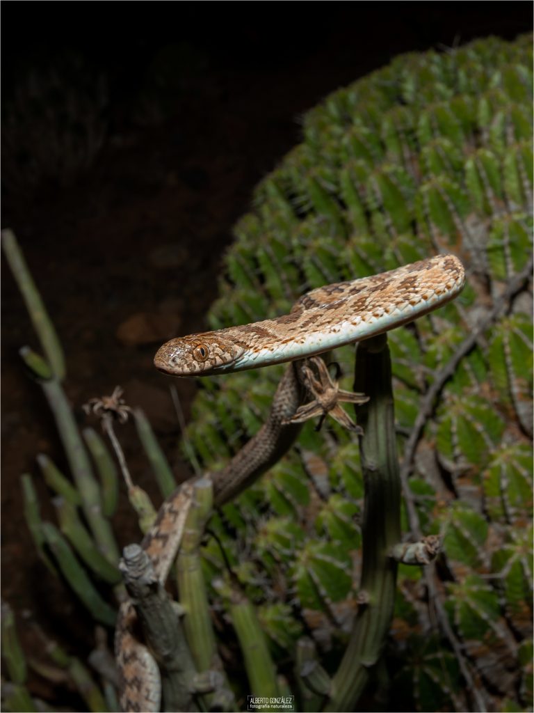 culebra comedora de huevos del sahel (Dasypeltis sahelensis)
