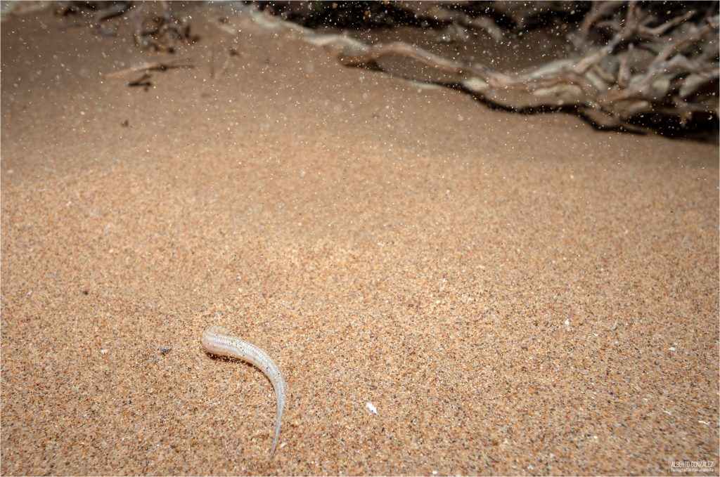eslizón de arena occidental (Chalcides sphenopsiformis)
