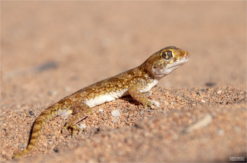 gecko elegante del norte (Stenodactylus mauritanicus)