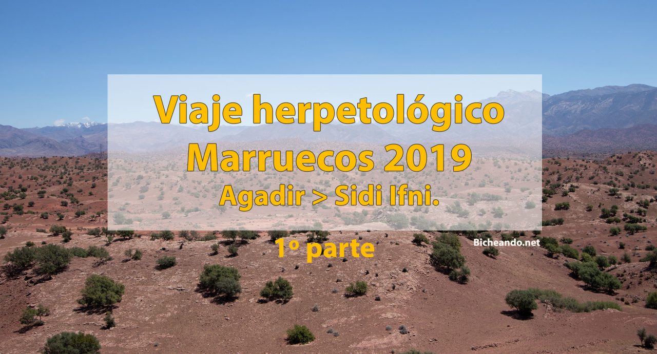 Viaje-herpetológico-Marruecos-2019-primera-parte-agadir-sidi-ifni