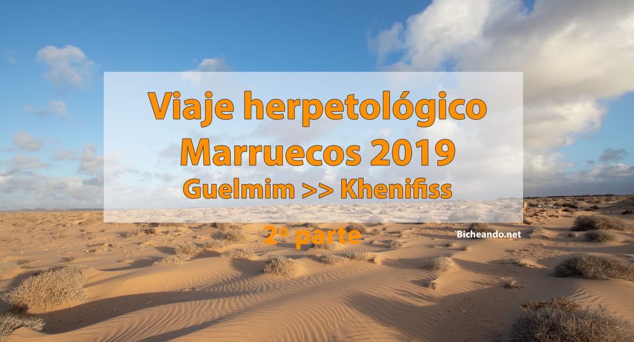 Viaje herpetológico por Marruecos 2019. Segunda parte. Guelmim-Khenifiss