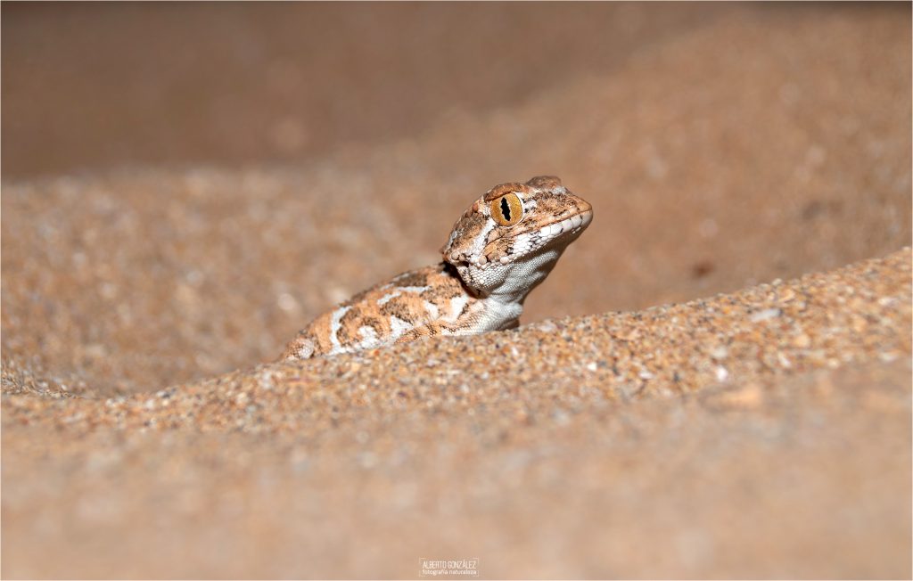 gecko de casco (Tarentola chazaliae) 
