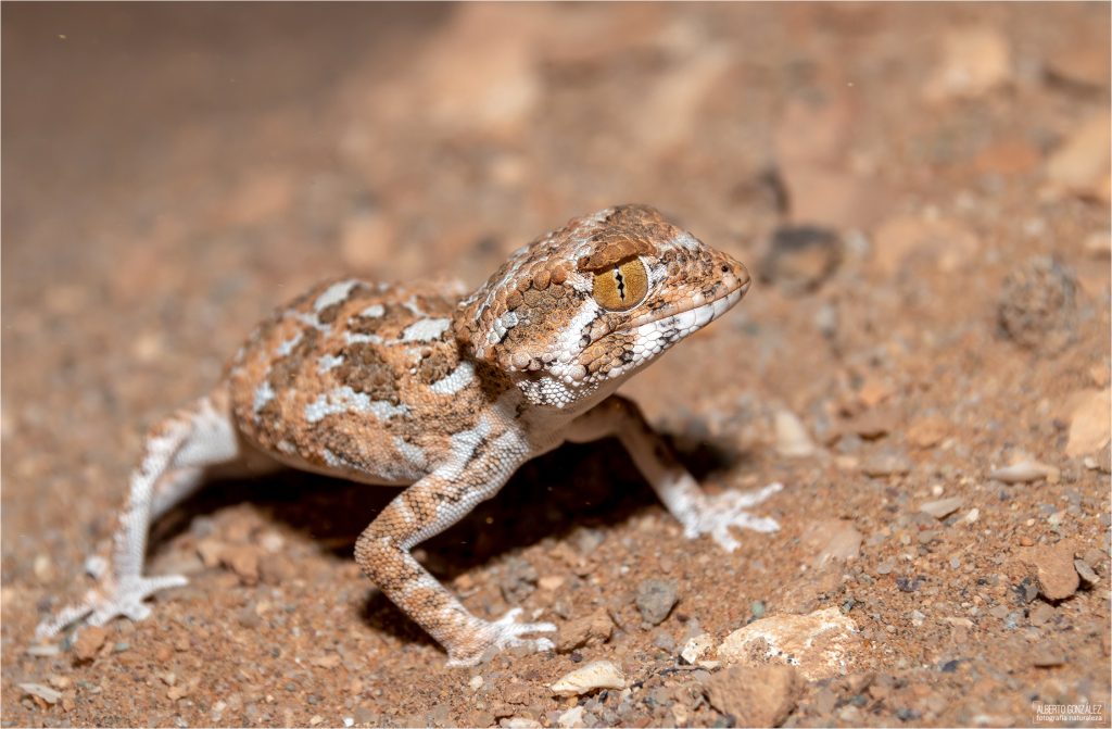 gecko de casco (Tarentola chazaliae) 