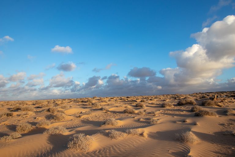 H bitats Y Paisajes De Marruecos Morocco Herp Trip 2019 h-bitats-y-paisajes-de-marruecos-morocco-herp-trip-2019