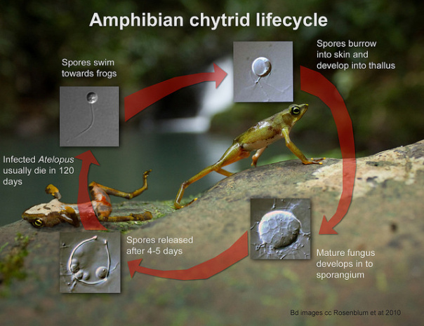 Ciclo de vida de Batrachochytrium dendrobatidis en los anfibios. Imagen de Brian Gratwicke. 