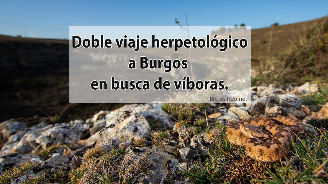 Doble-viaje-herpetológico-a-Burgos-en-busca-de-víboras