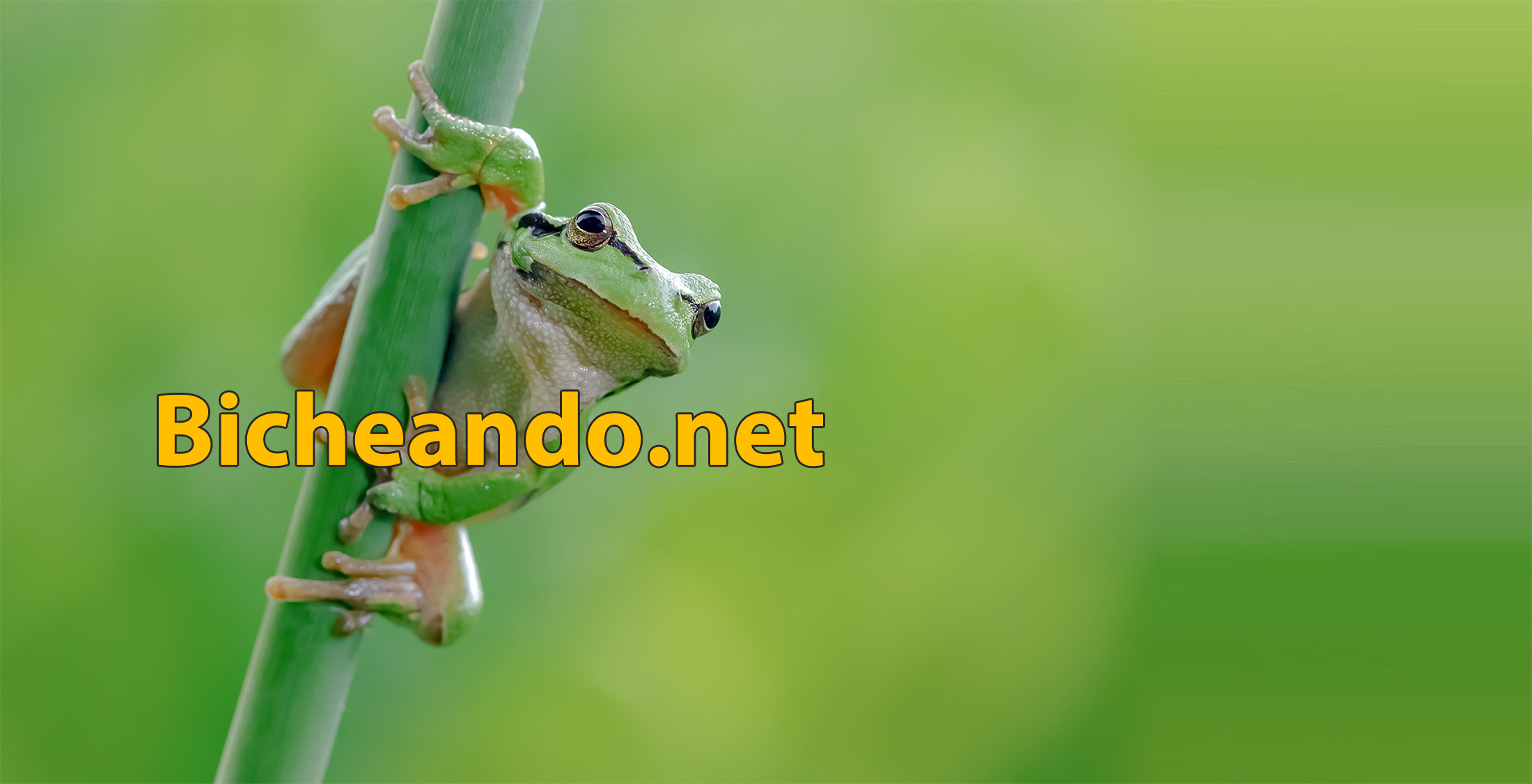 Bicheando.net logo