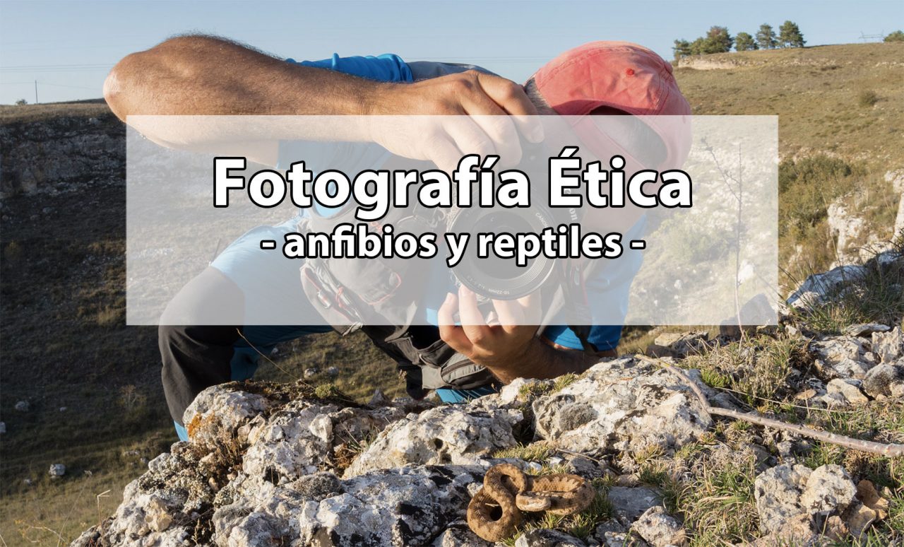 fotografía ética anfibios reptiles