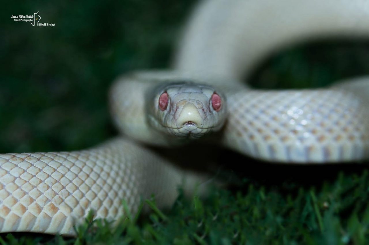 El Albinismo En Reptiles Y Anfibios De La Pen nsula Ib rica ALUCINA el-albinismo-en-reptiles-y-anfibios-de-la-pen-nsula-ib-rica-alucina