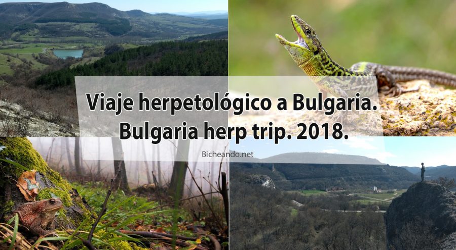 Viaje herpetológico a Bulgaria. Bulgaria herp trip. 2018.