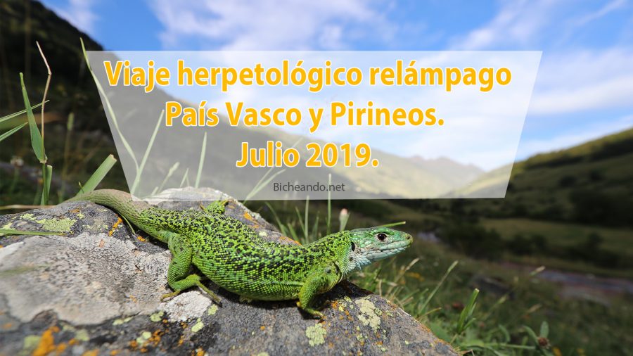 Viaje herpetológico relámpago a País Vasco y Pirineos. Julio 2019.