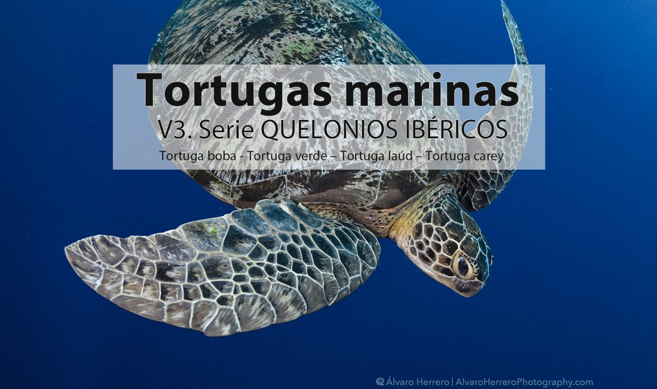 tortugas marinas península iberica