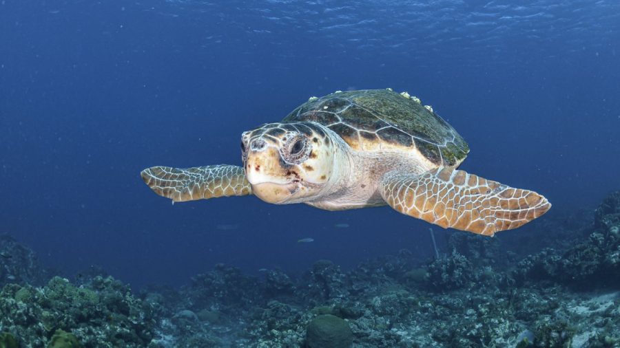 quelonios-de-la-pen-nsula-ib-rica-tortugas-marinas-volumen-3