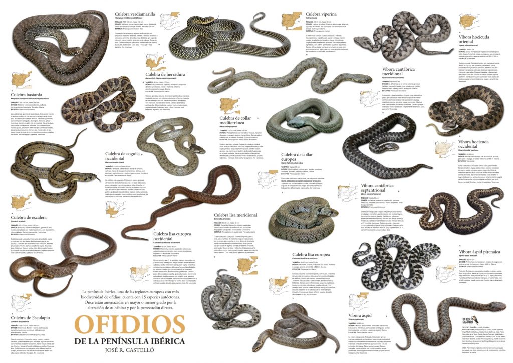 especies y subespecies de serpientes de la península ibérica 