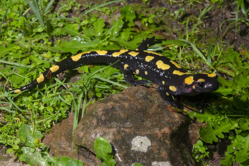 Salamandra algira. Chaouen