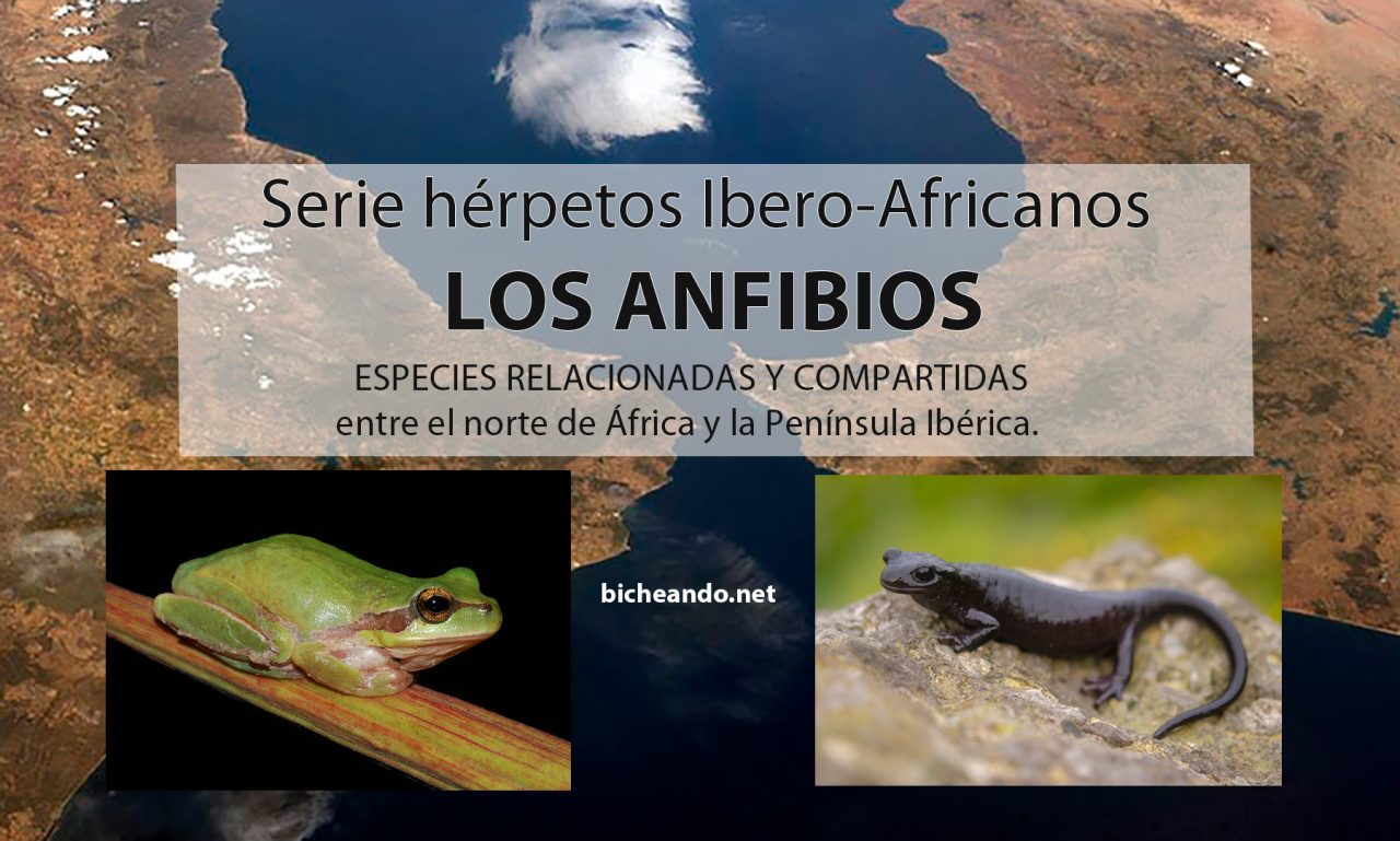 anfibios del norte de africa peninsula iberica