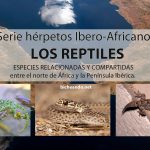 herpetos ibero africanos reptiles