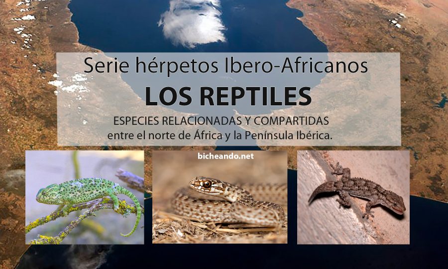 herpetos ibero africanos reptiles