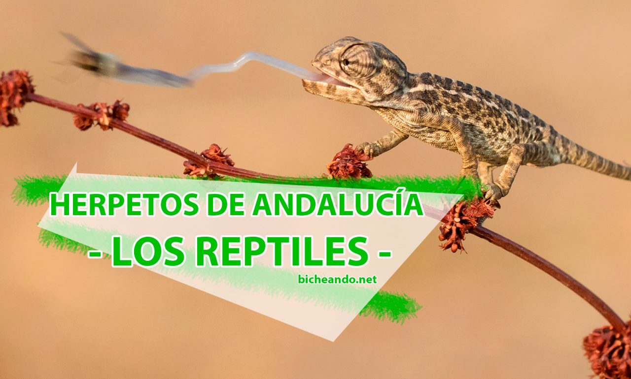 reptiles de Andalucía