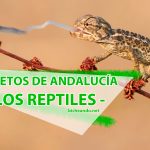 reptiles de Andalucía