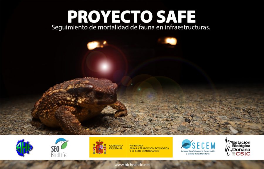 SAFE, Stop Atropellos de Fauna en España: evaluar la mortalidad de fauna por atropellos