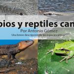 Anfibios y reptiles de las Islas Canarias