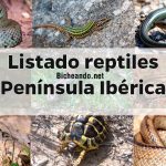 reptiles España listado