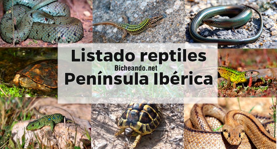 reptiles España listado
