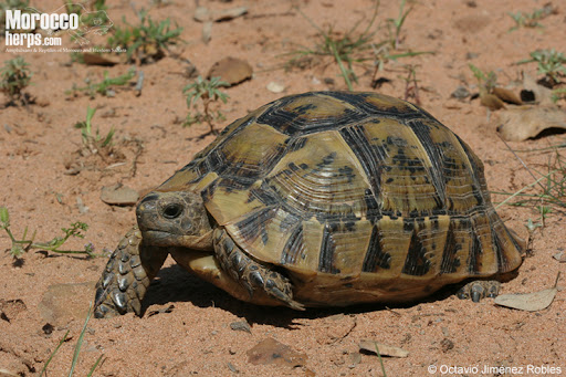 Adulto tortuga mora (Testudo graeca) de Kenitra. Foto: © Octavio Jiménez Robles