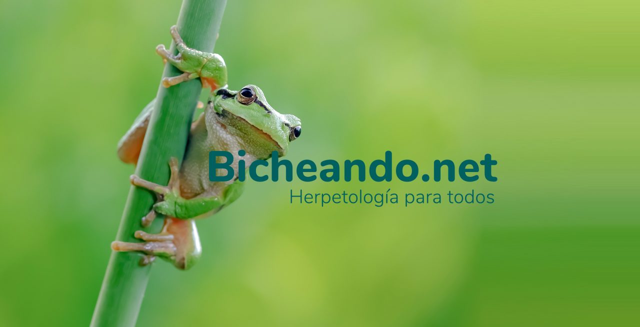 bicheando anfibios y reptiles de España portada