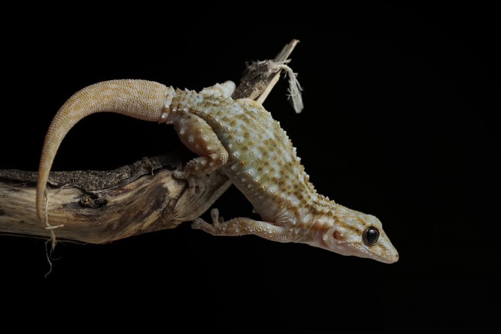 reptiles salamanquesa comun