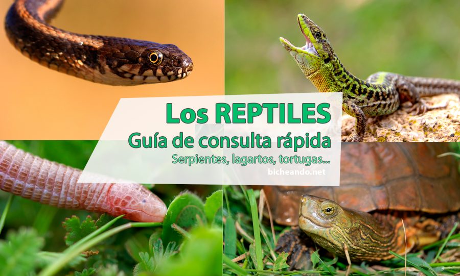 los reptiles guía de consulta rápida