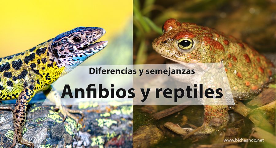 diferencias entre anfibios y reptiles
