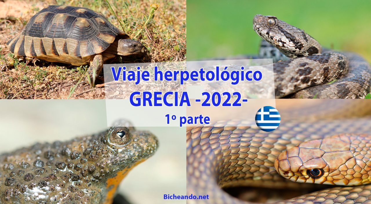 Viaje herpetológico Grecia 2022