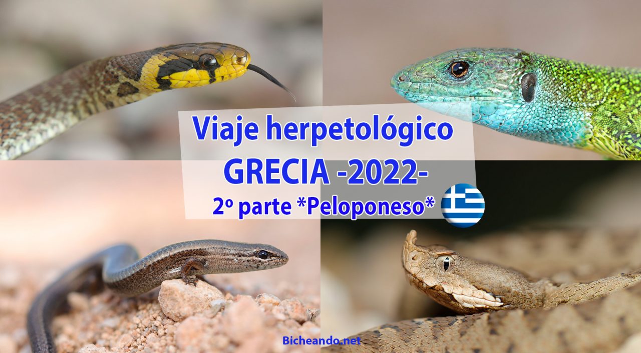 Viaje herpetologico grecia peloponeso 2022
